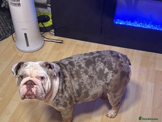 English Bulldog dogs 3 beautiful English bull dogs - Advert 2