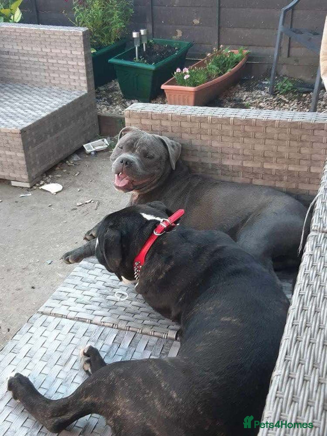 Mixed Breed dogs for sale: Staff x american bullsog x blue staff - Image 7