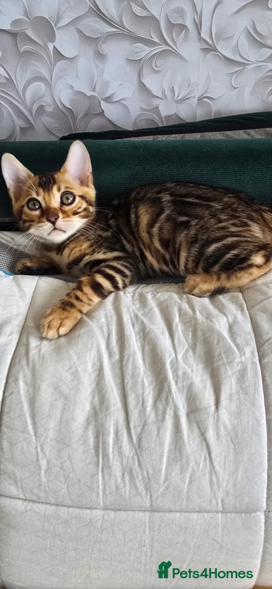 Bengal cats Pure bengal kittens  - Advert 15