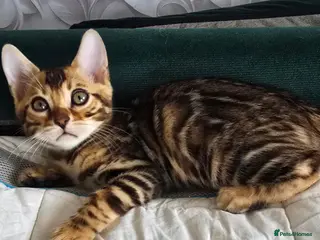 Bengal cats Pure bengal kittens - Advert 15