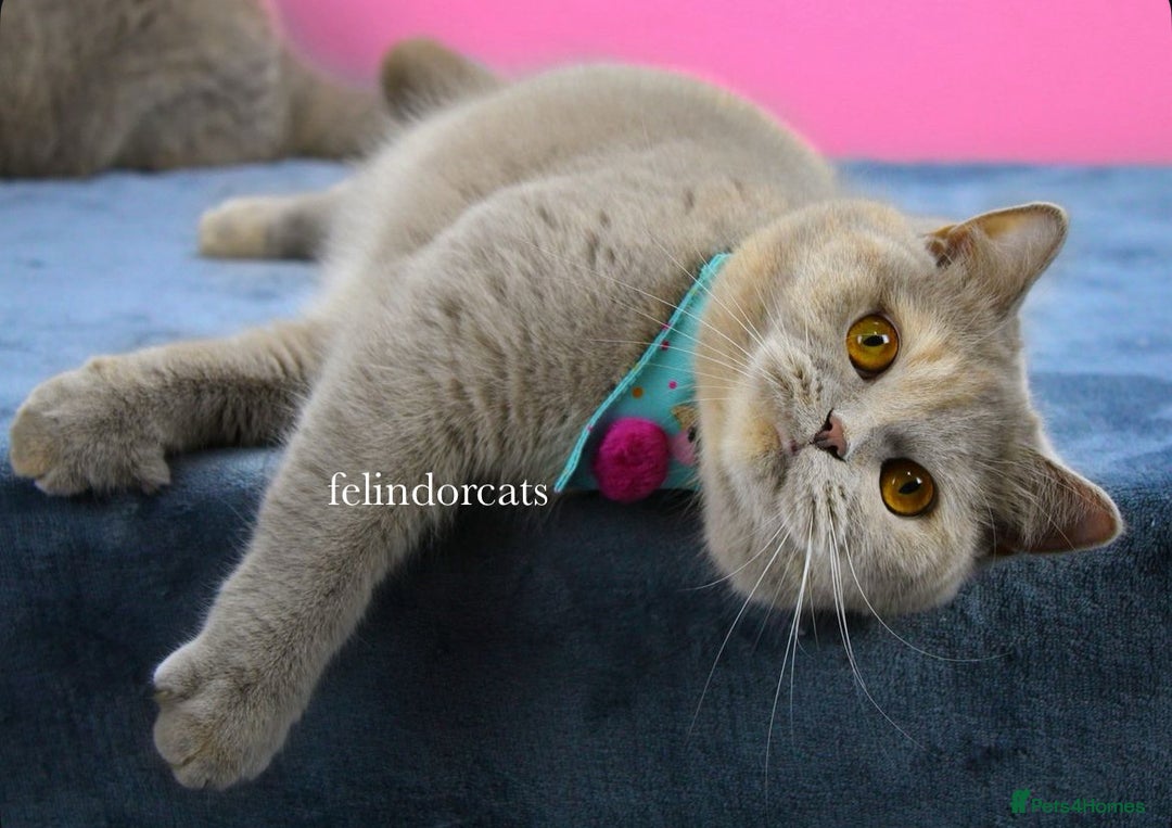 British Shorthair cats for sale: ✨Top quality lilac British shorthair✨ - Image 11