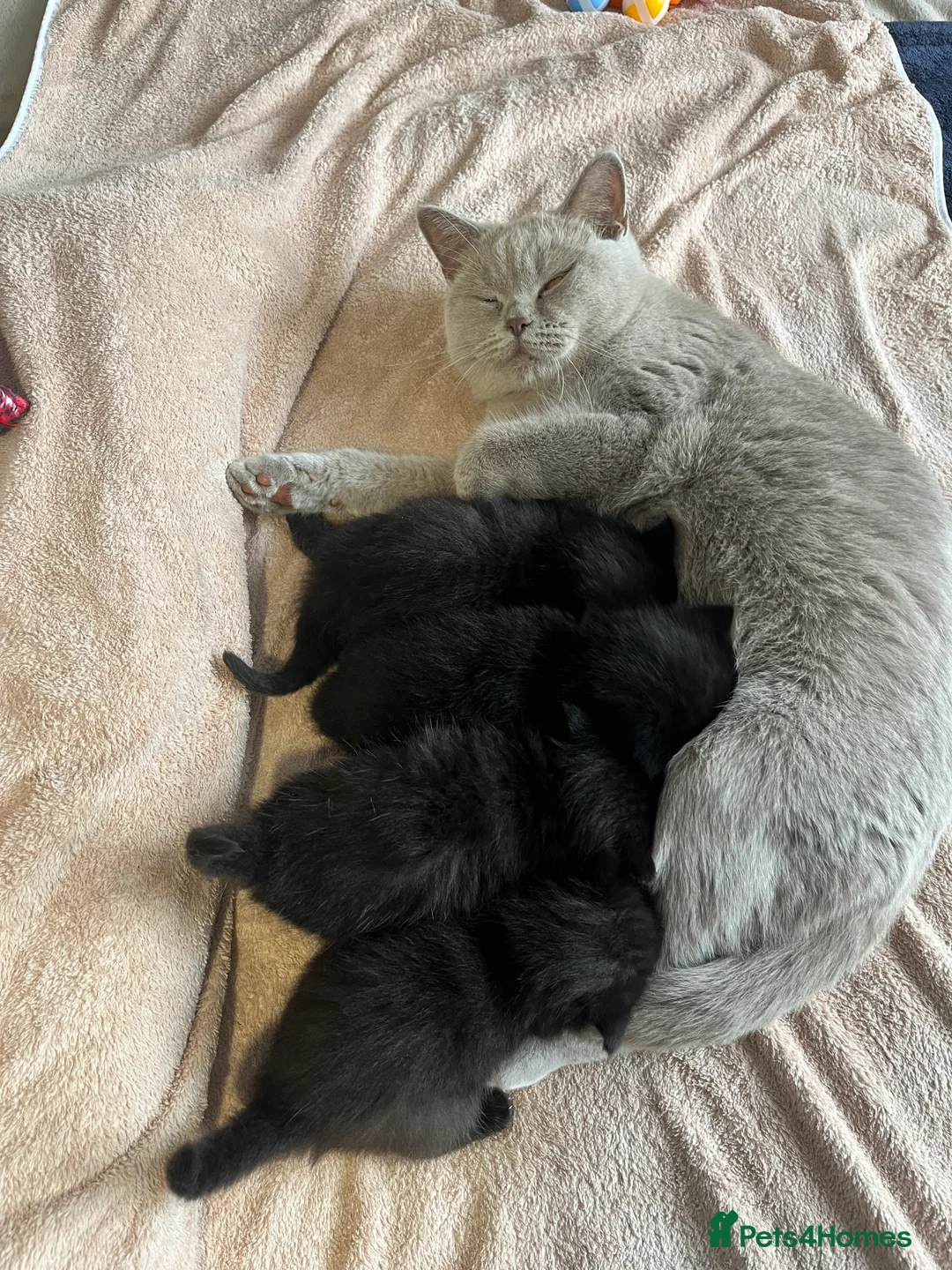 Scottish Fold cats for sale: Adorable Scottish fold Kitten - Advert 17