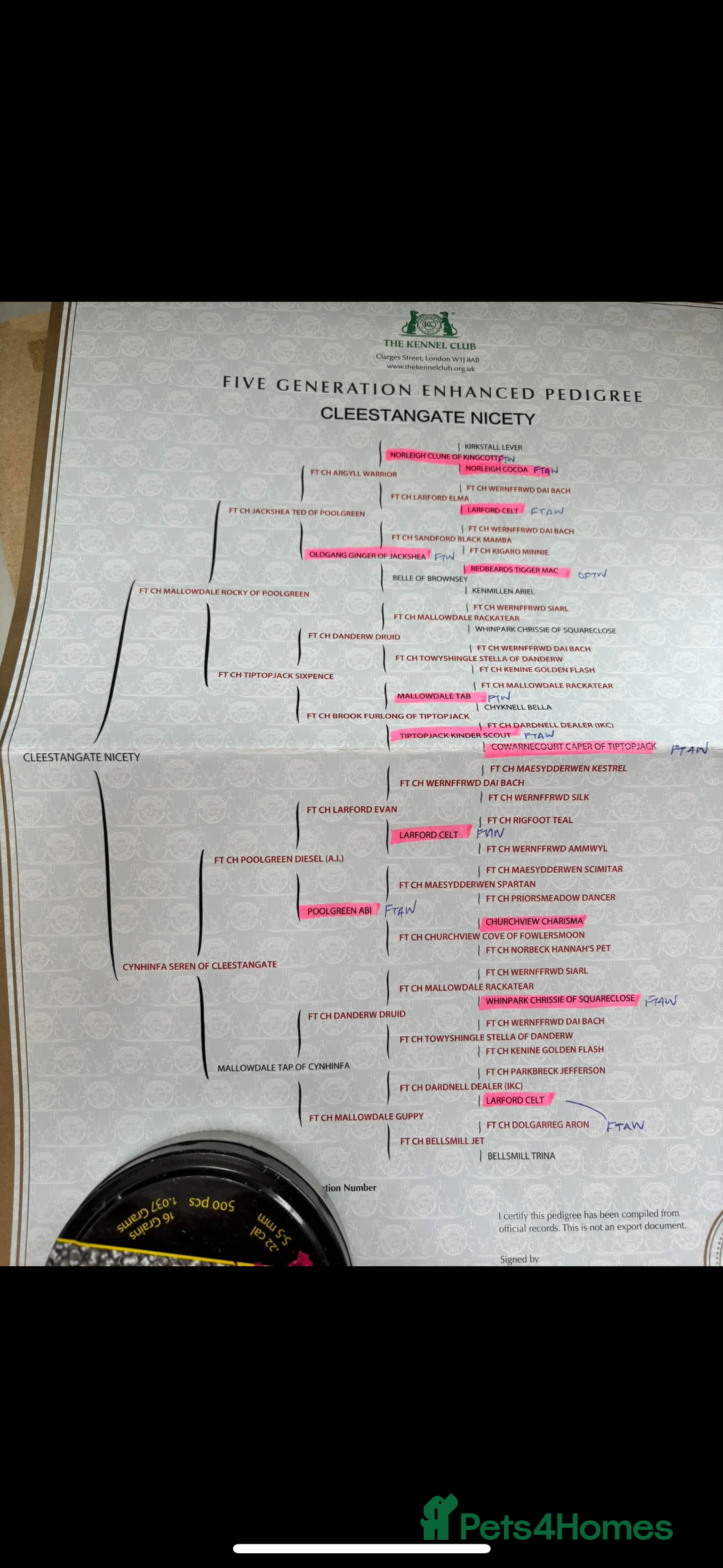 Cocker Spaniel dogs for sale: KC reg 5 Gen FTCH/Argyll warrior descendants  - Advert 10