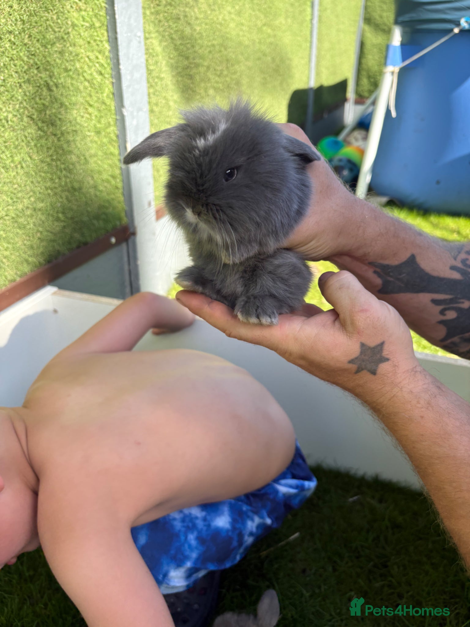 Mini Lop rabbits for sale: Mini lop babies - Advert 3