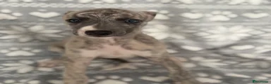 Whippet 9