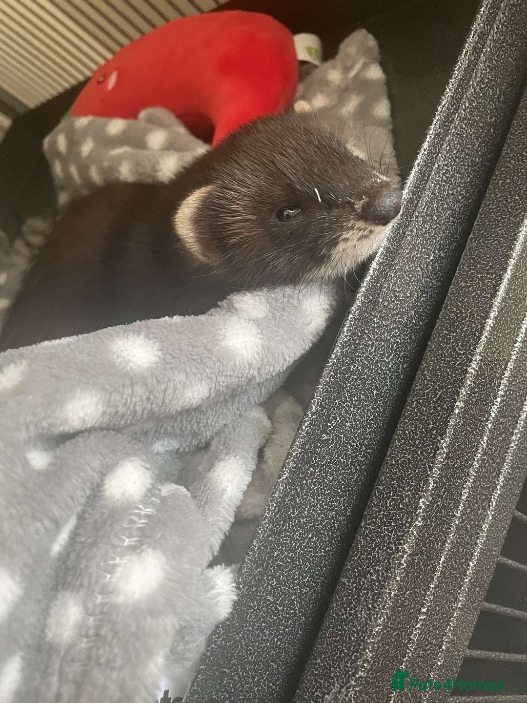Ferret rodents for sale: Two female ferrets and cage + accessories - Image 6