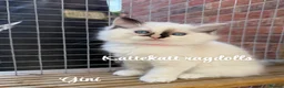 Ragdoll cats for sale: *Stunning colours. TICA registered. Extra fluffy* - Advert 4