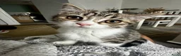 Mixed Breed cats for sale:     Adorable Kitten Looking for a Loving Home - Advert 9