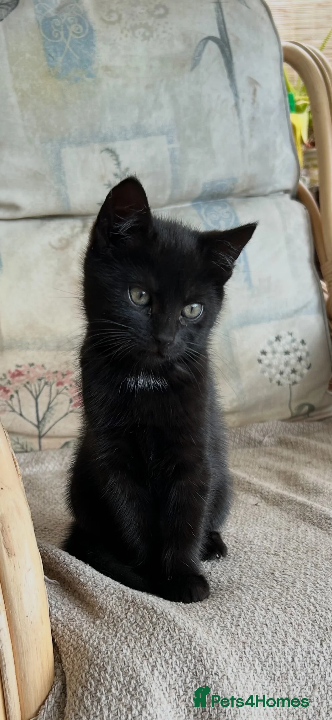 Mixed Breed cats for sale: Two black kittens 9 weeks  - Advert 2