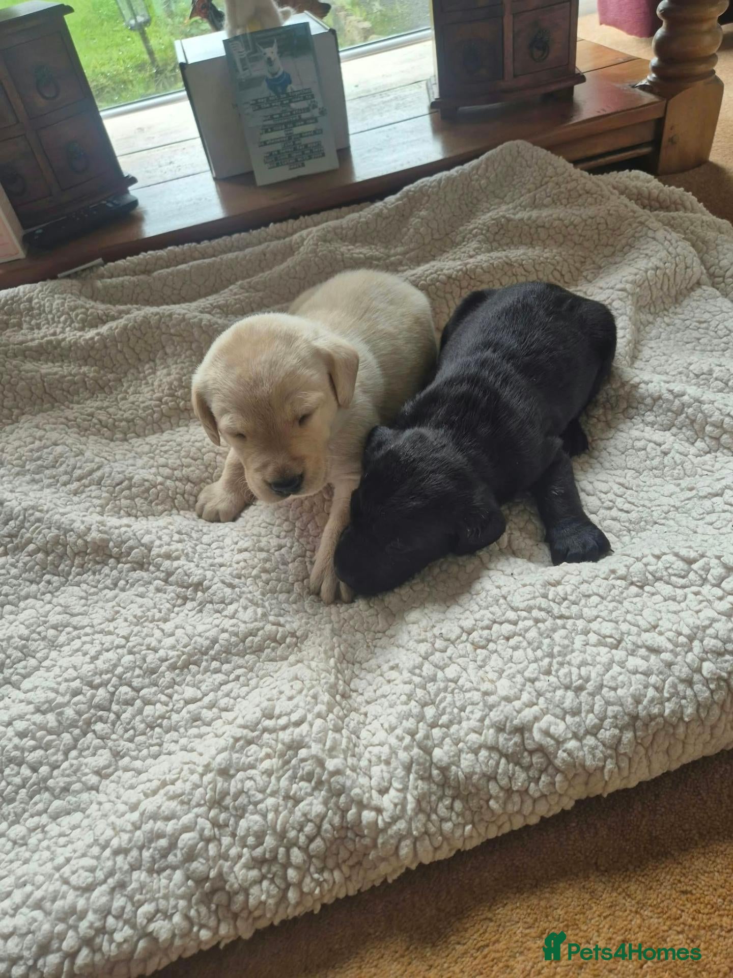 Labrador Retriever dogs for sale: Labrador Retriever Puppies - Advert 1
