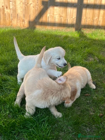 Golden Retriever dogs - Advert 1