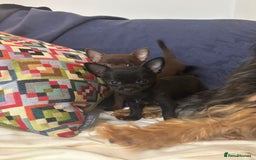 Chorkie dogs for sale: Chorkie puppies for forever homes  - Image 30
