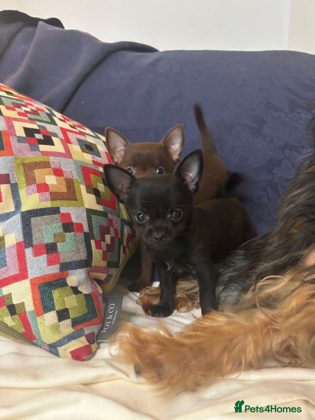 Chorkie dogs for sale: Chorkie puppies for forever homes  - Image 30