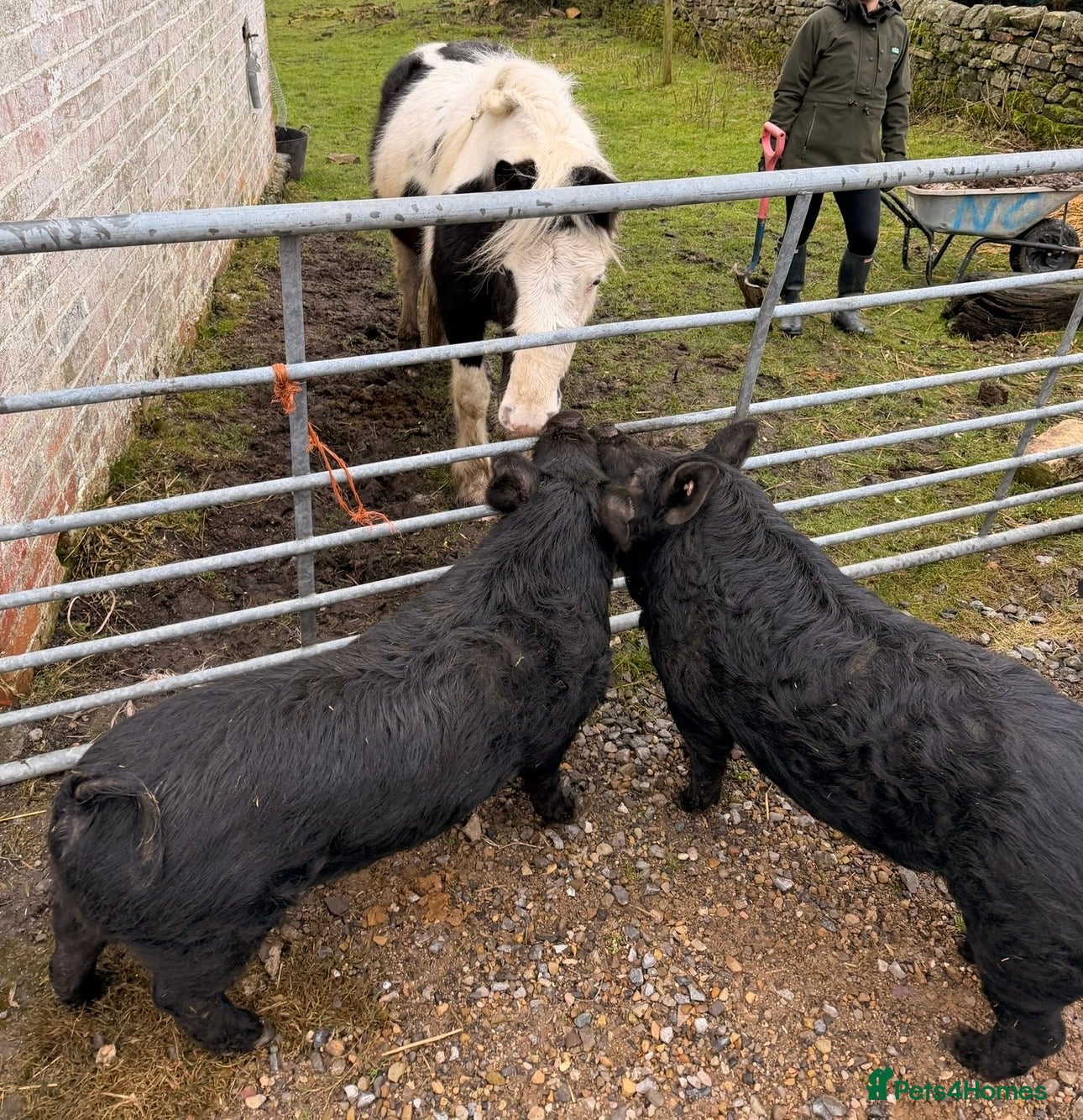 Pig livestock 2 X Kune Kune Pigs  - Advert 17