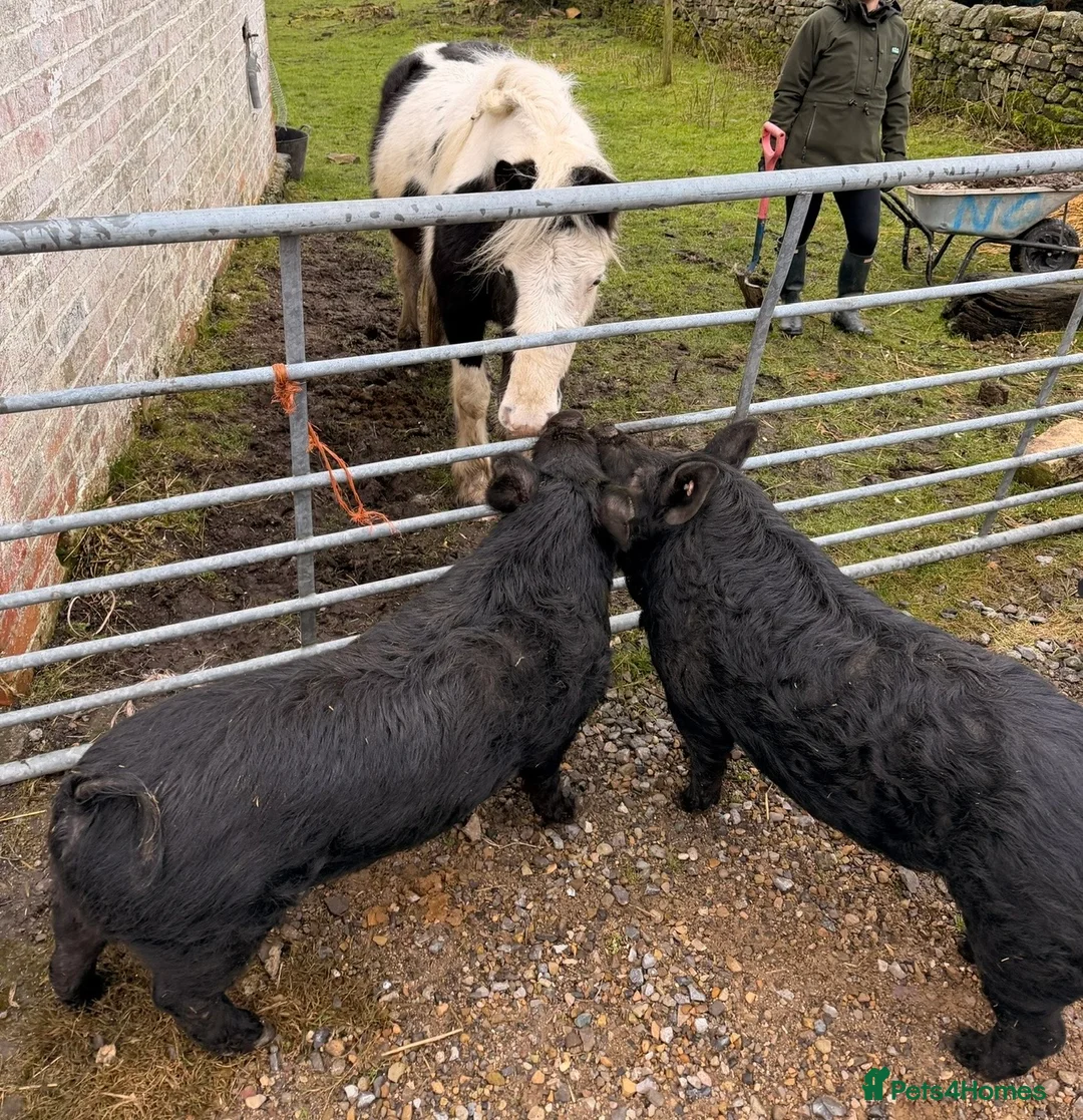 Pig livestock for sale: 2 X Kune Kune Pigs  - Advert 1