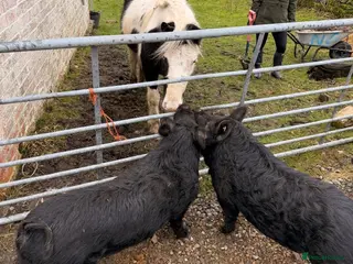 Pig livestock 2 X Kune Kune Pigs - Advert 17