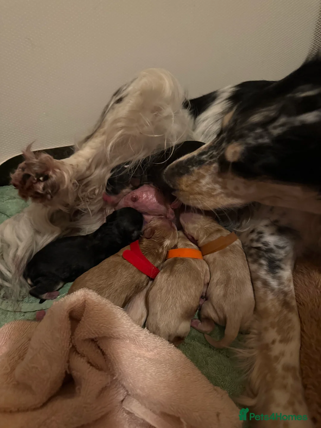 Cockapoo dogs for sale: 5 x stunning cockapoo puppies - Advert 4