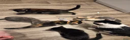 Mixed Breed cats for sale: 5 gorgeous kittens for sale - Advert 15