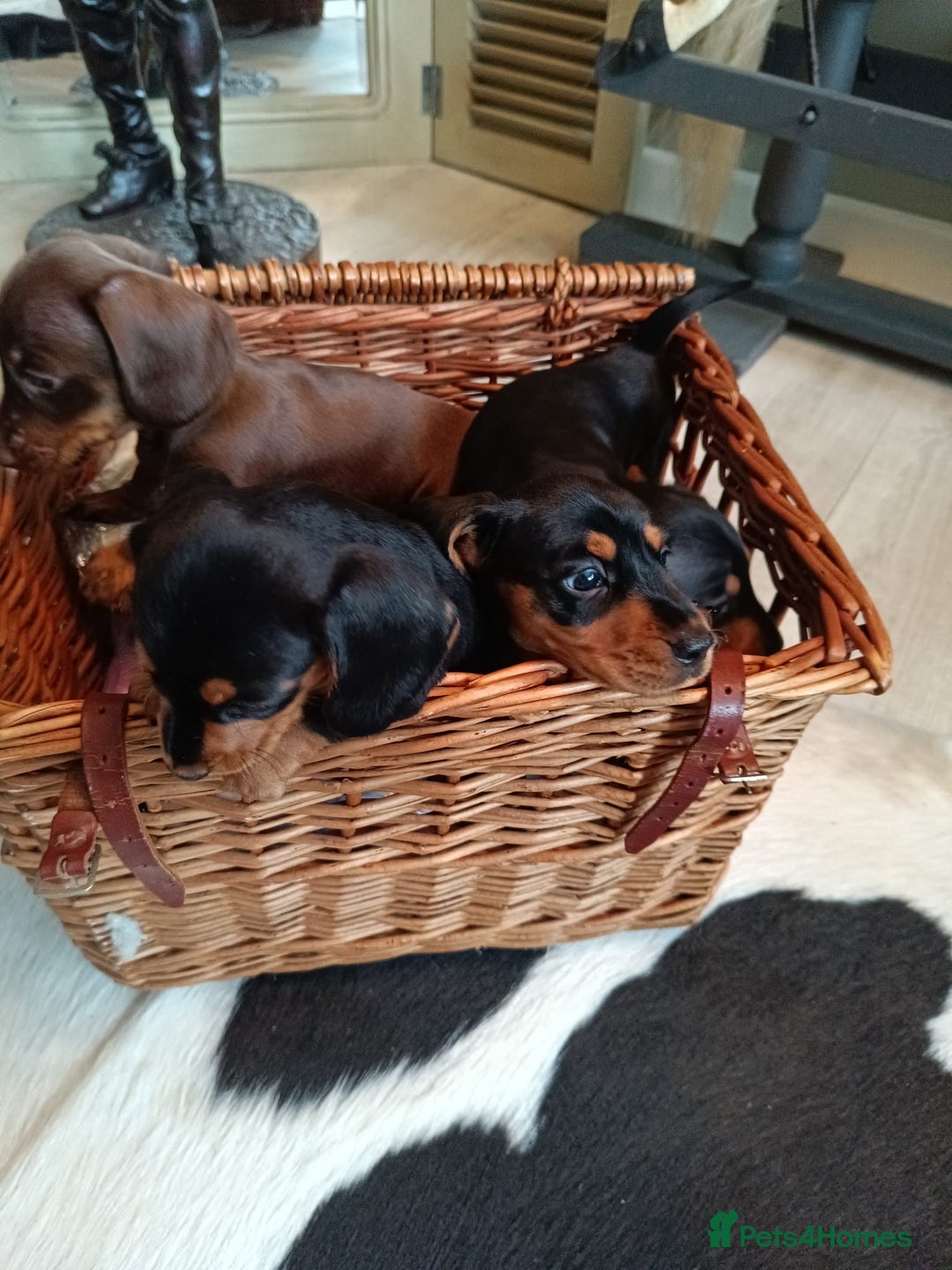 Miniature Dachshund dogs for sale: REDUCED. KC:reg Two Boys Smooth  - Image 7