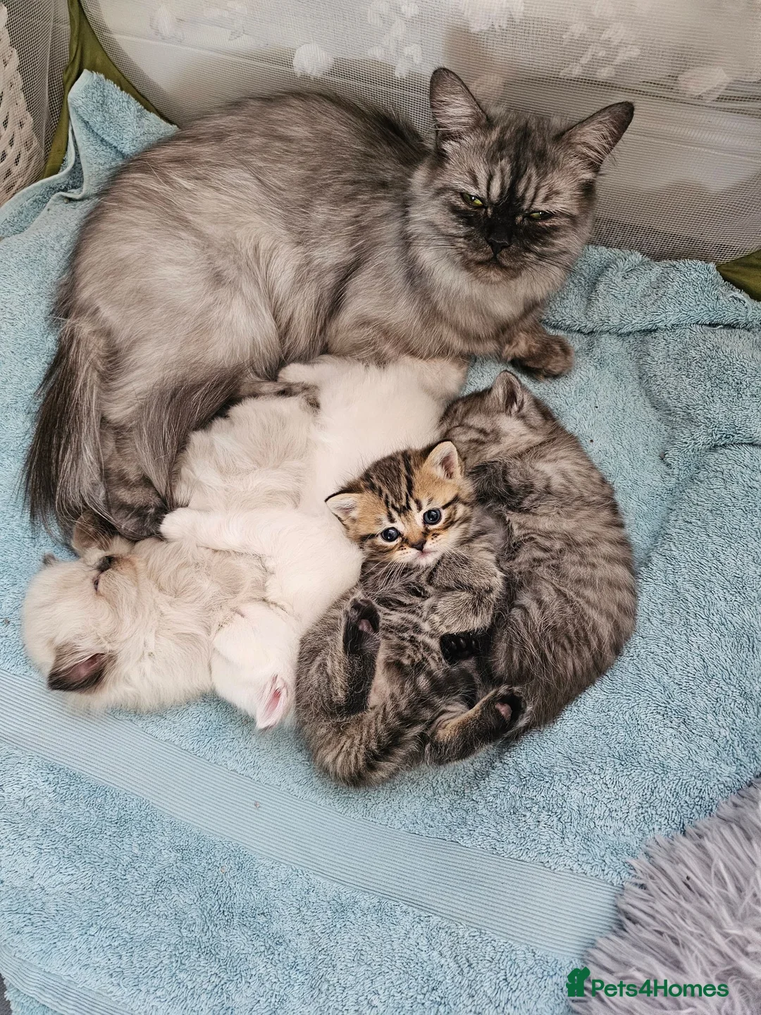 British Shorthair cats for sale: Stunning & Unique Kittens for Sale in Buckingham - Advert 1