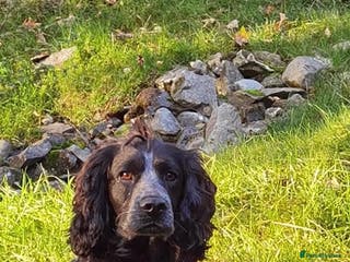 Cocker Spaniel dogs Fully health tested blue roan cocker in Preston - Advert 3
