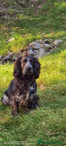Cocker Spaniel dogs in Preston - Advert 1