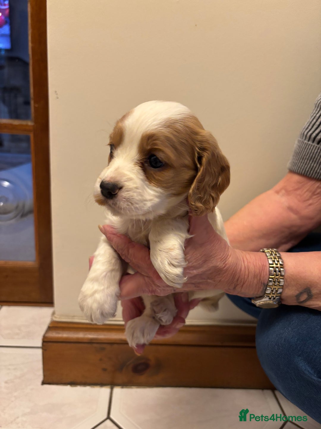 Cocker Spaniel dogs for sale: KC reg cocker spaniels  - Advert 35