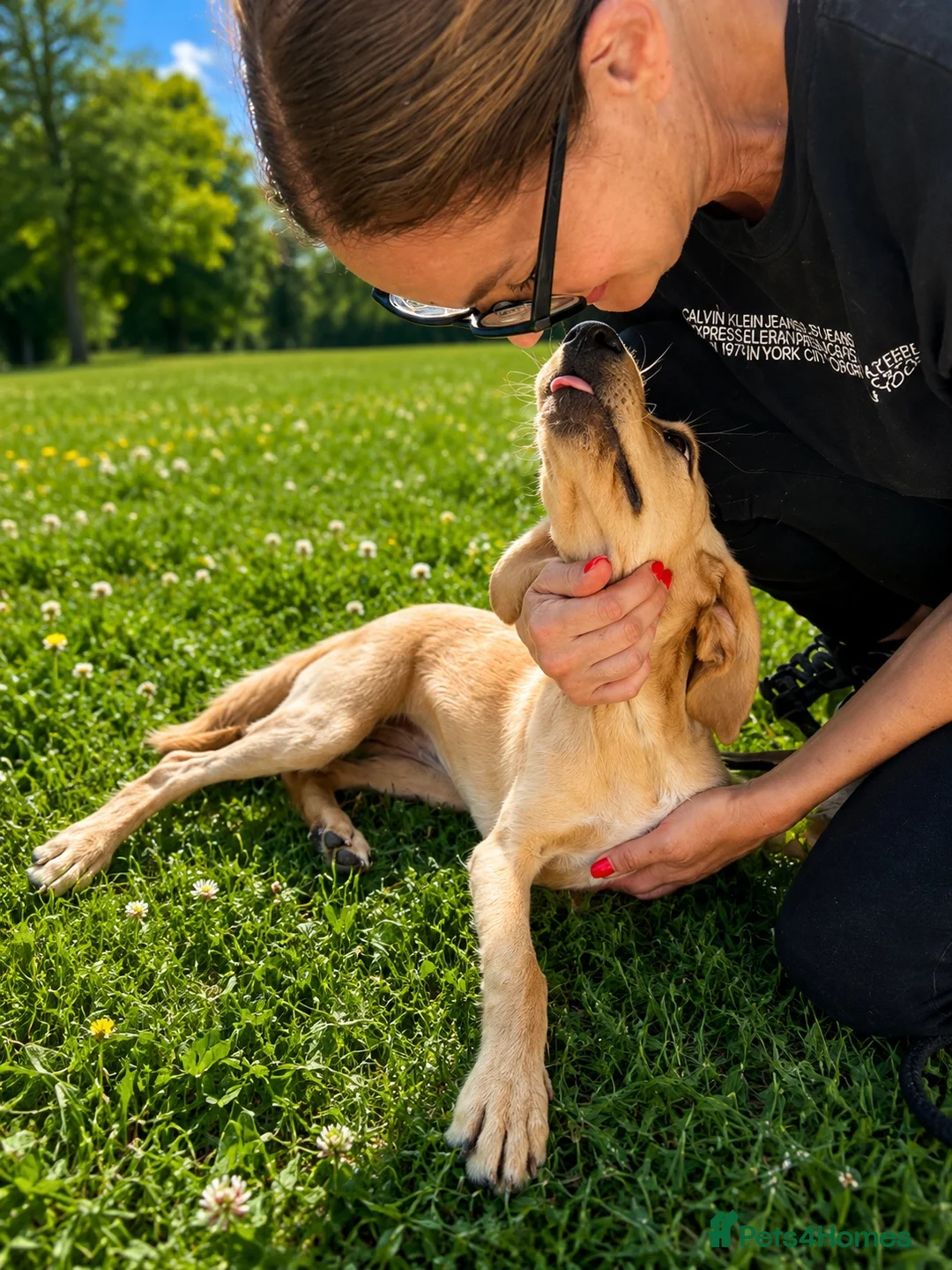 Mixed Breed dogs for adoption: ROSIE BEAUTIFUL PUPPY LOOKING FOR HER FOREVER HOME in Maidstone - Advert 12
