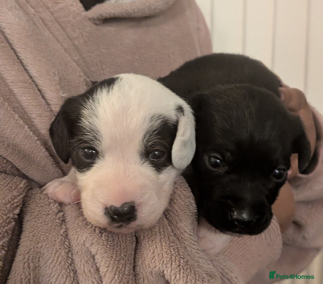 Mixed Breed dogs for sale: Puppies: Cocker Spaniel/Jack Russell  - Advert 1