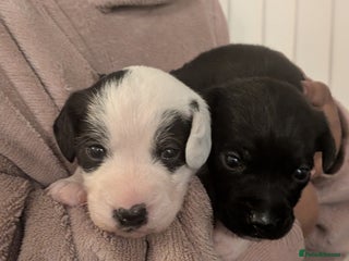 Mixed Breed dogs Puppies: Cocker Spaniel/Jack Russell - Advert 1