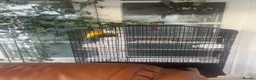 Lovebirds birds for sale: * Male & Female Lovebirds + Full Setup in Bradford - Advert 1