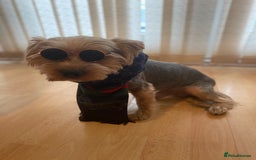 Yorkshire Terrier dogs for stud: Billy Boy  - Image 19