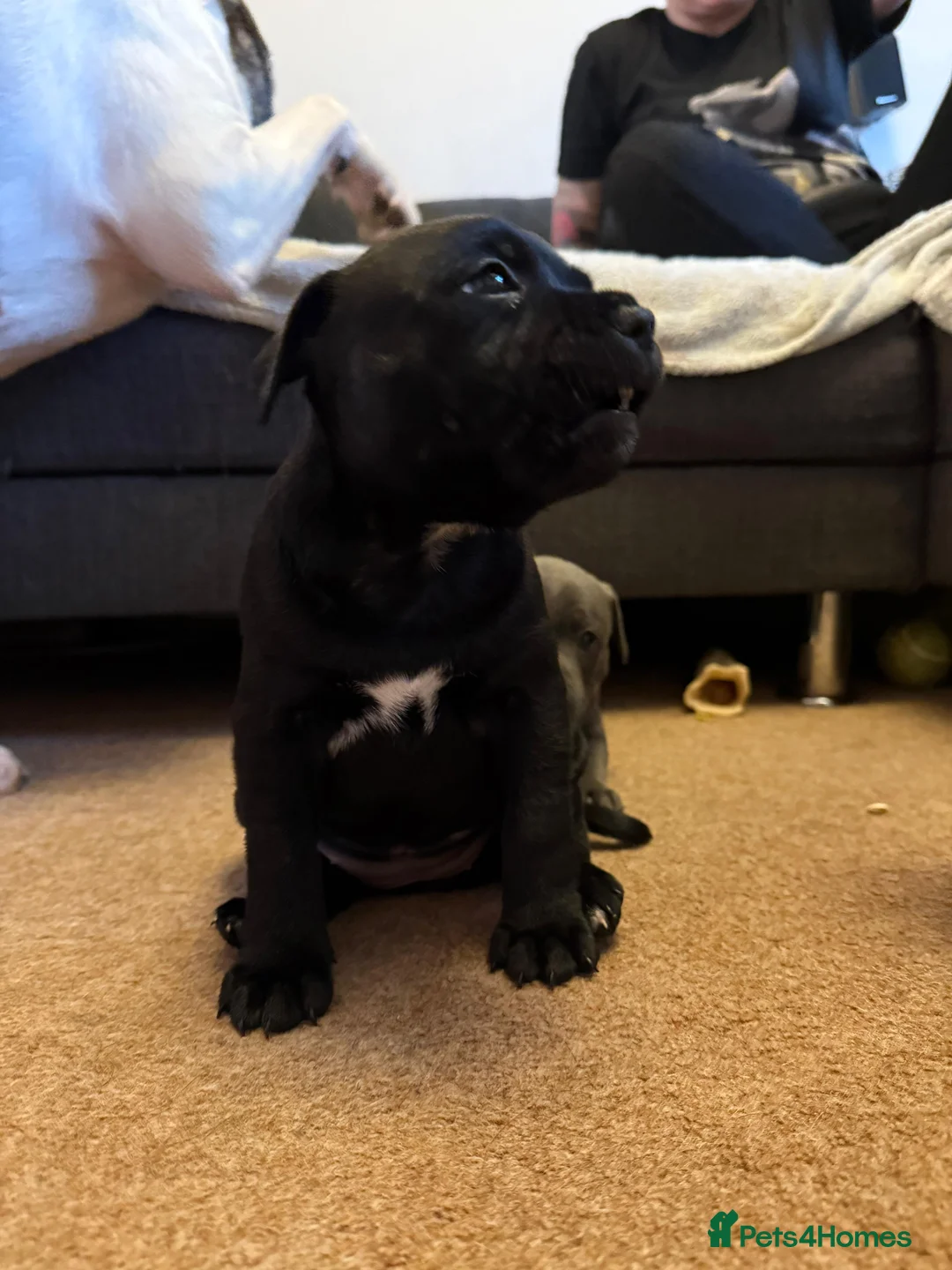 Staffordshire Bull Terrier dogs for sale: Staffordshire Bull Terrier puppies KC registered  - Advert 18