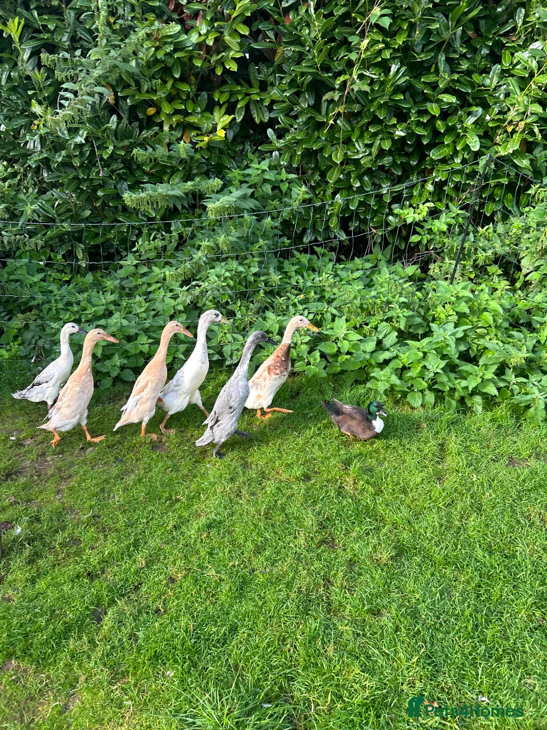 Chickens poultry for sale: Day old chicks, hatching eggs, runner ducklings - Advert 2