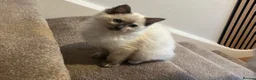 Ragdoll cats for sale: Ragdoll female kitten in Kidderminster - Advert 1