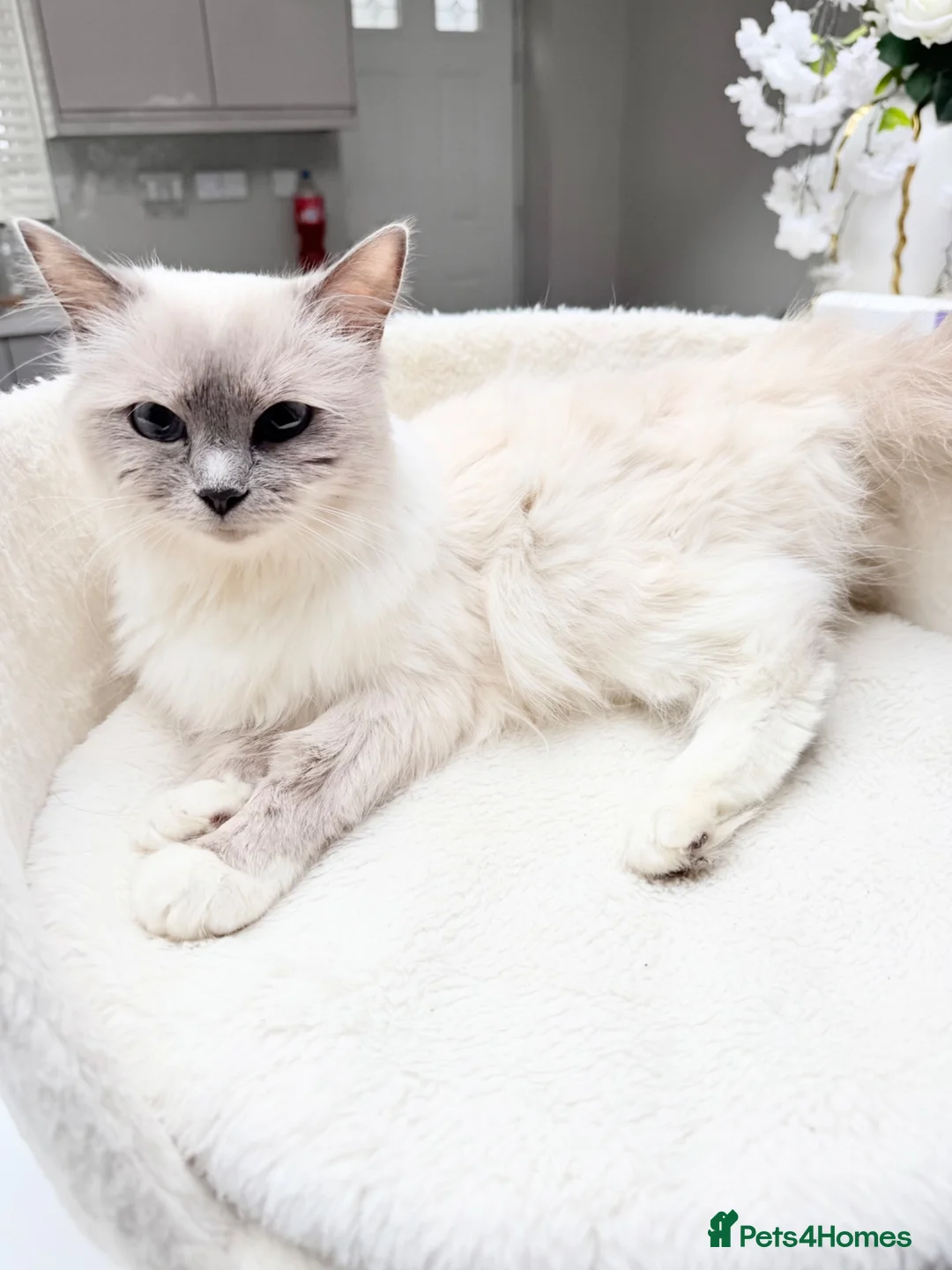 Ragdoll cats for sale: 9 Months Old Ragdoll Princess 👑  - Advert 7