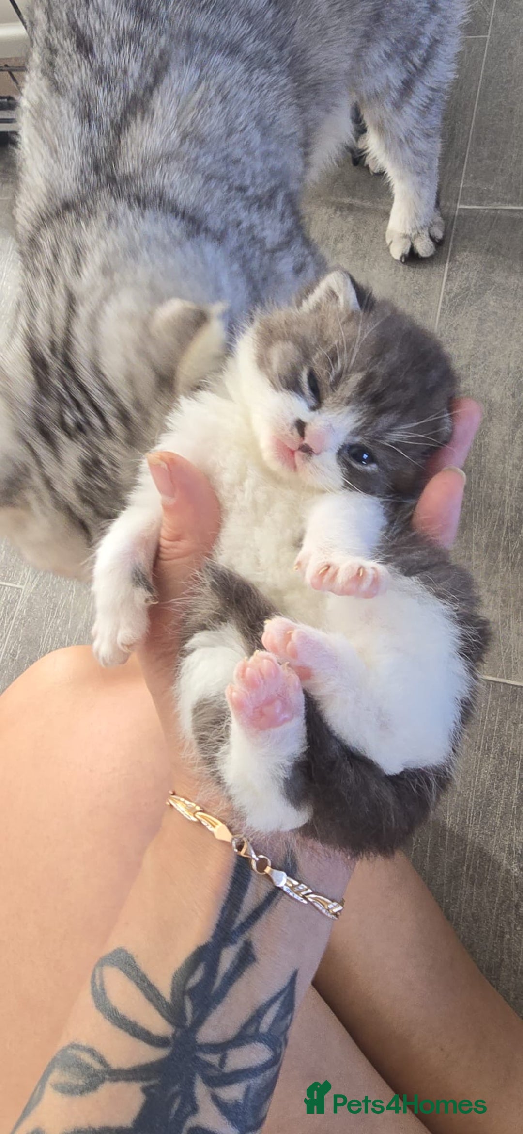 Scottish Fold cats for sale: For sale Scottish fold kitties  - Image 15