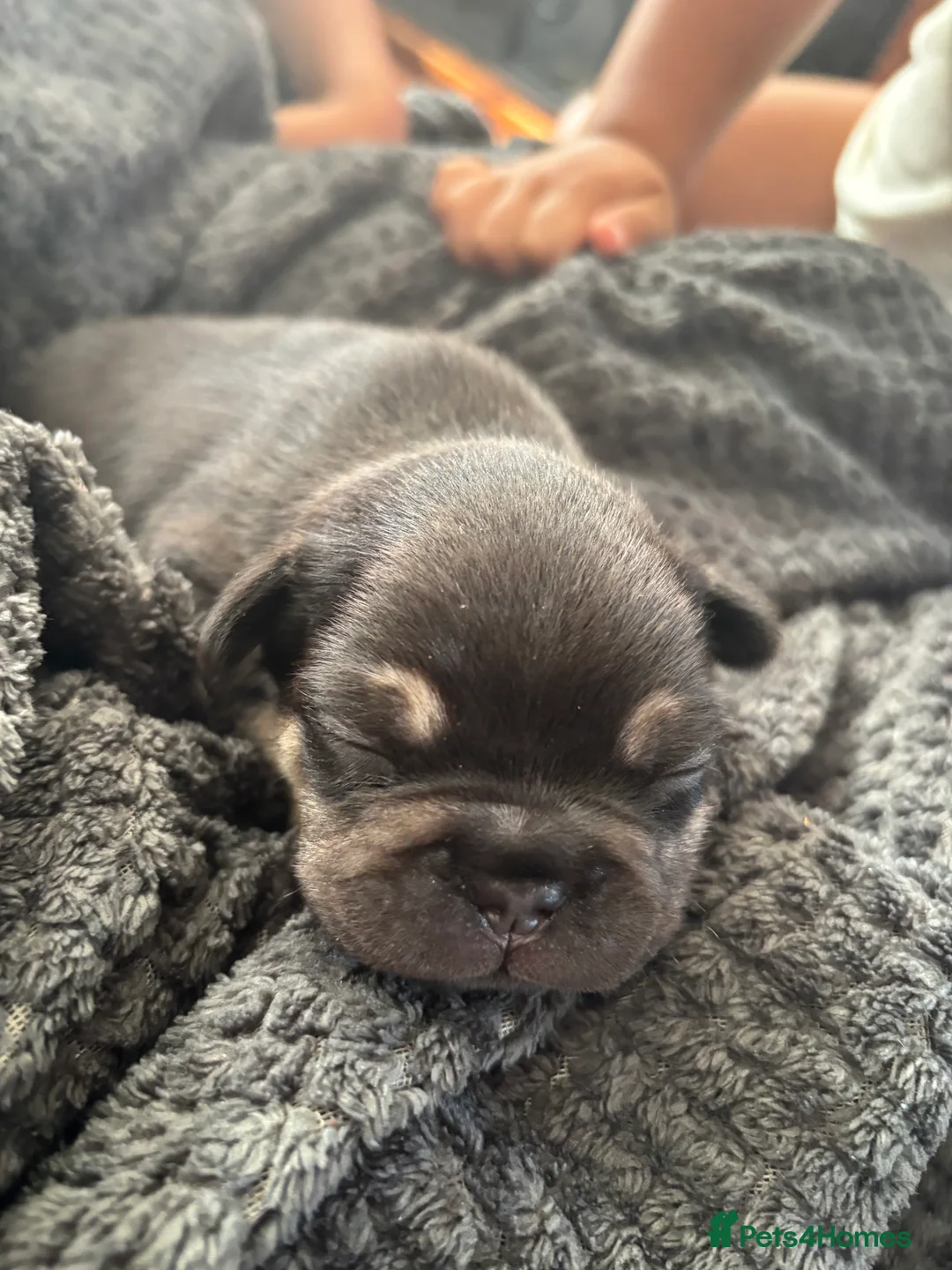 French Bulldog dogs for sale: French bulldog Puppies  - Advert 14