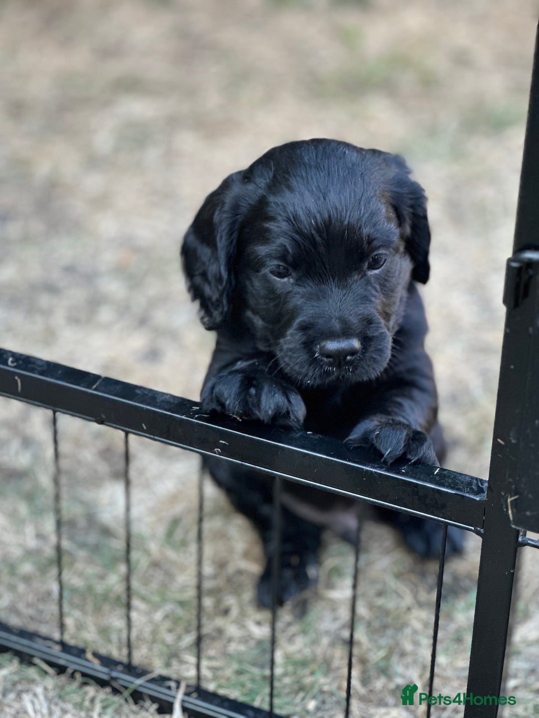 Cocker Spaniel dogs for sale: Cocker Spaniel Puppies looking for the best homes - Image 35
