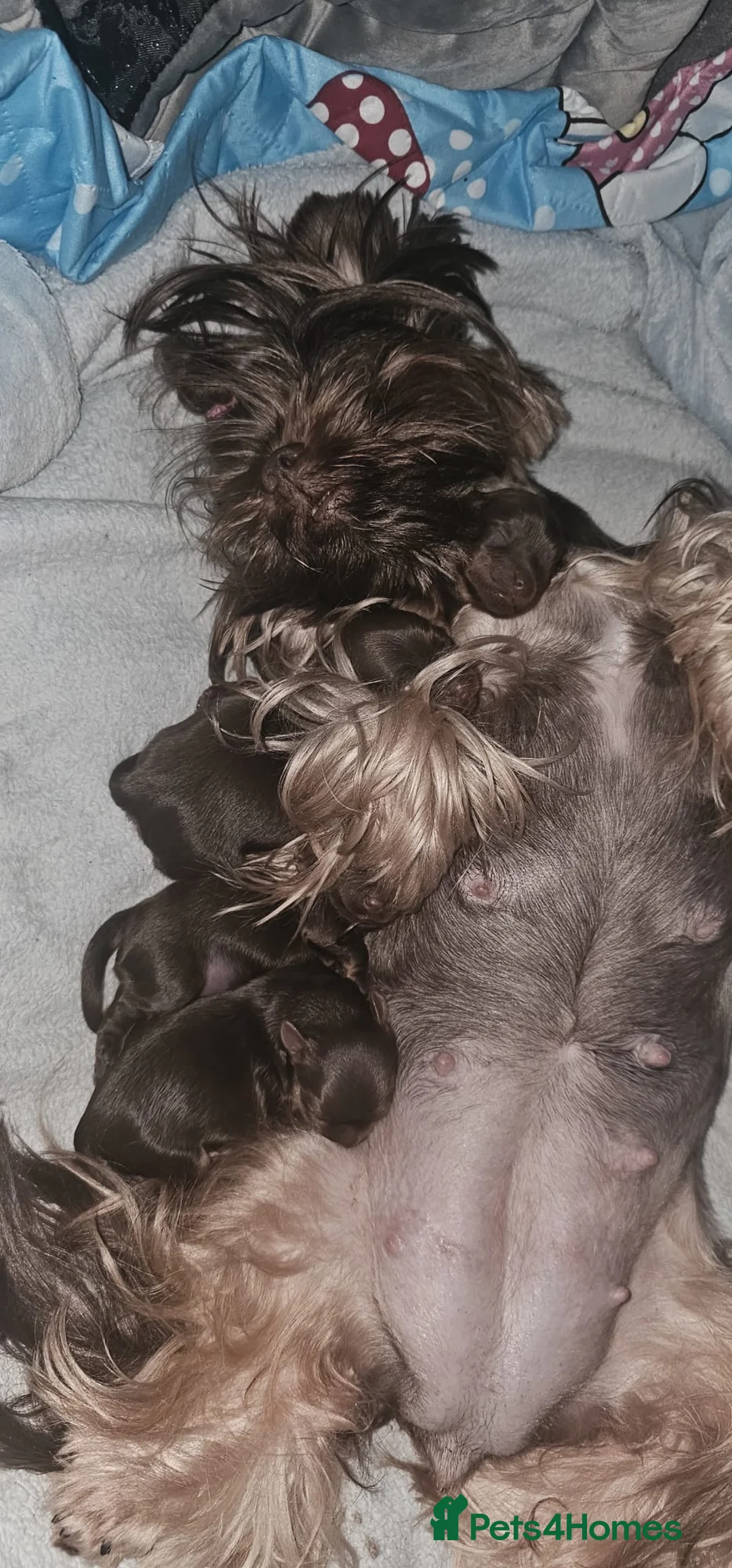 Yorkshire Terrier dogs for sale: Beautiful Chocolate Yorkshire Terrier Puppies in Blackburn - Advert 29