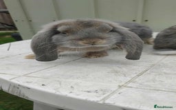 French Lop rabbits for sale: Beautiful french lop girl - Image 4