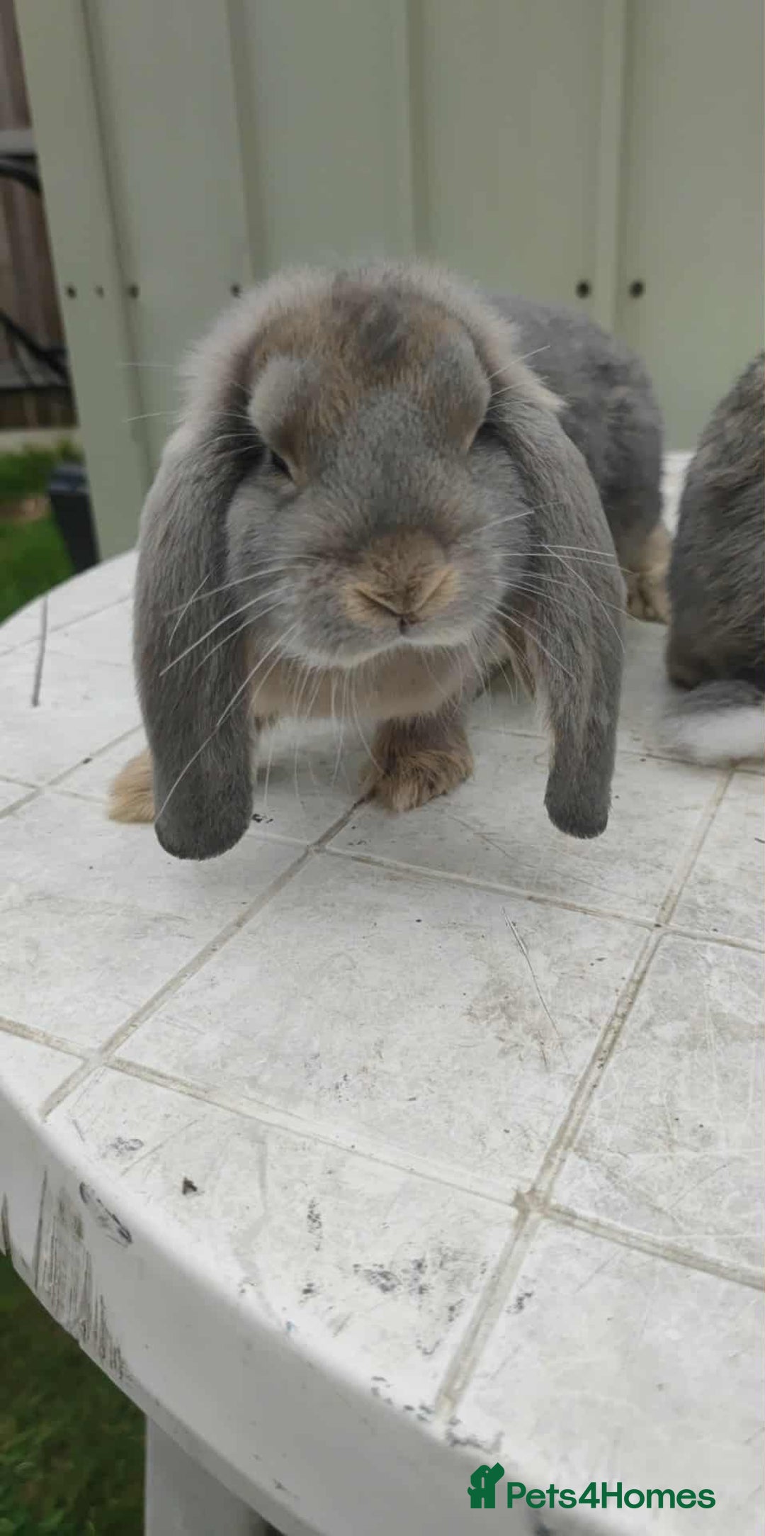 French Lop rabbits for sale: Beautiful french lop girl - Image 4