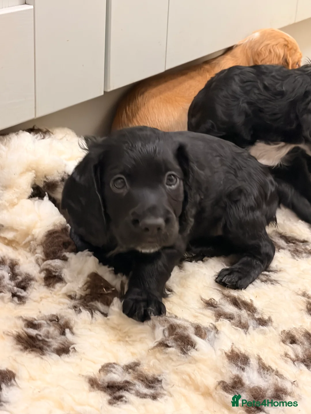 Cocker Spaniel dogs for sale: Black dog & black bitch  - Advert 5