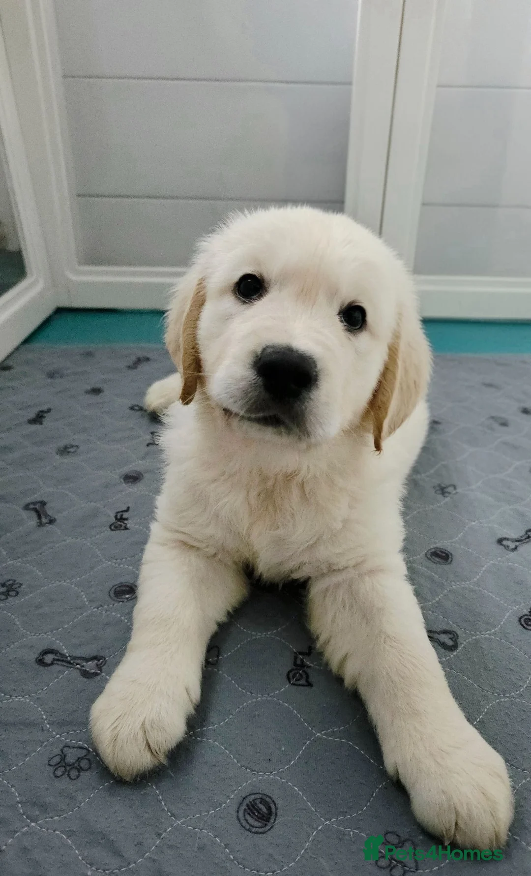 Golden Retriever dogs for sale: Last One! KC Golden Retriever Puppy Available - Advert 1