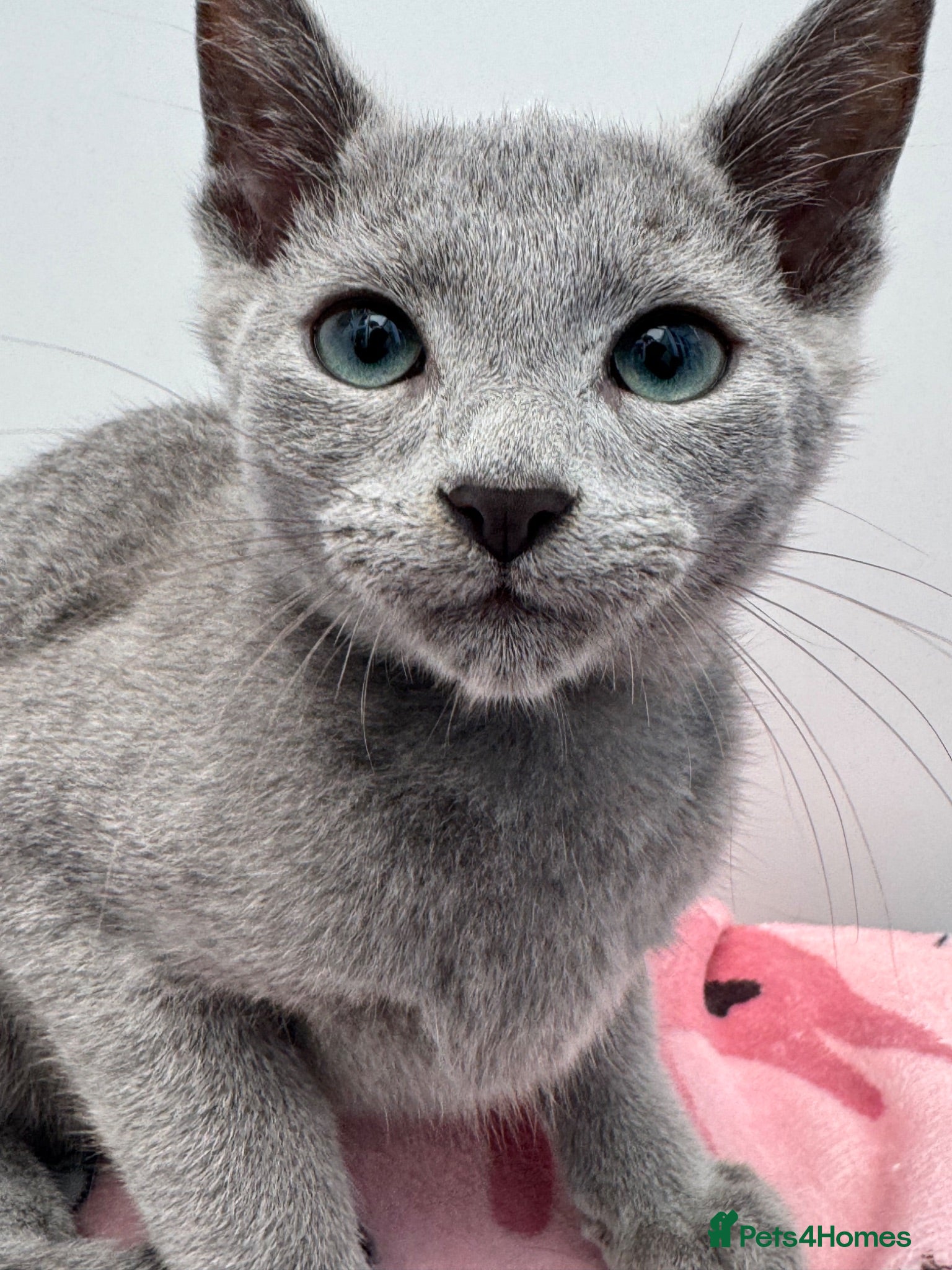 Russian Blue cats Cuddly pedigree russian blue  - Advert 3