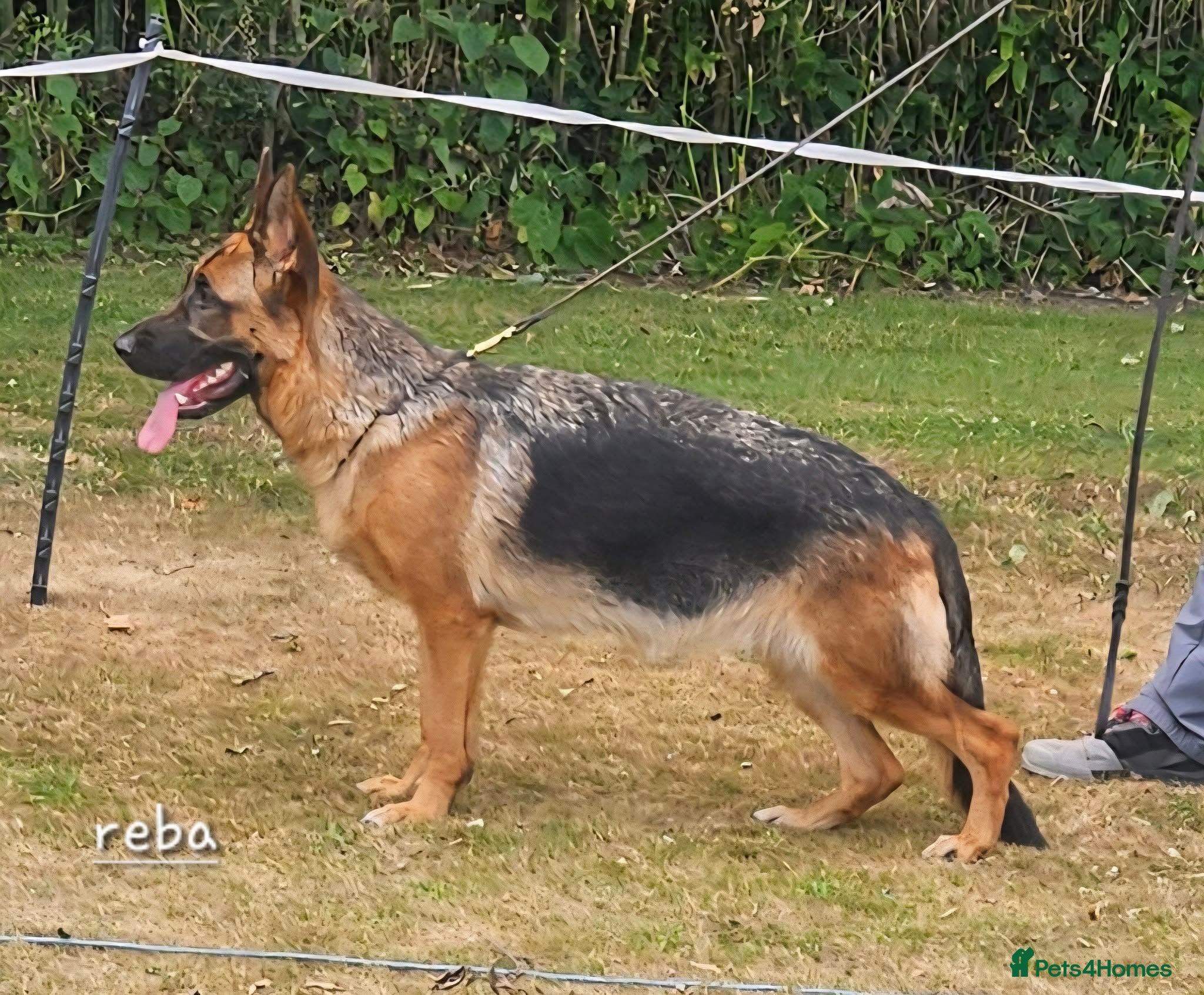 German Shepherd dogs SHOW LINE GSD FEMALE - Advert 3