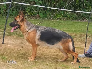 German Shepherd dogs SHOW LINE GSD FEMALE - Advert 3