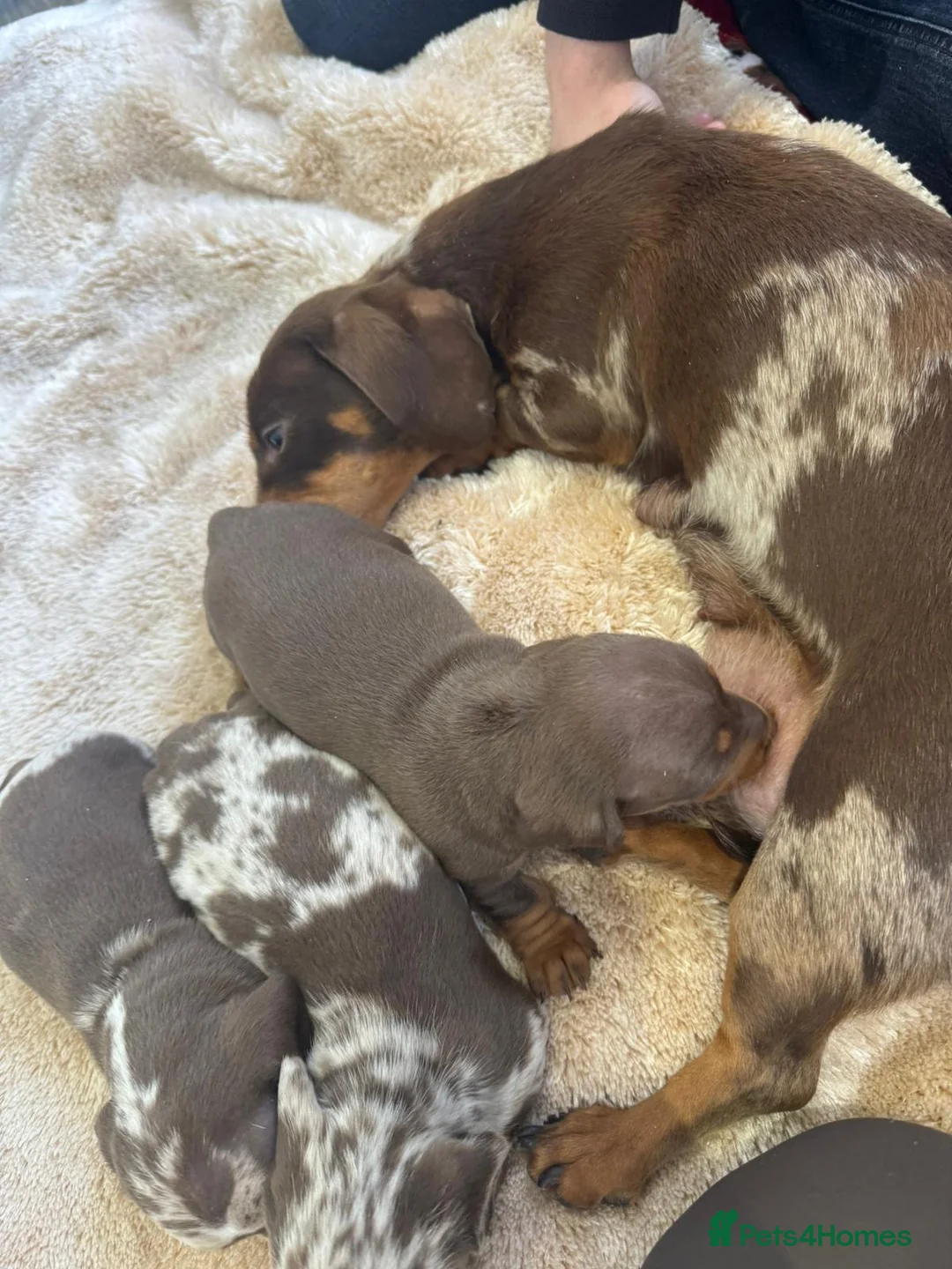 Miniature Dachshund dogs for sale: Miniature smooth haired dachshund  in Bridgend - Advert 10