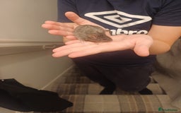 Mouse rodents for sale: Very friendly texas boys for sale - Image 2