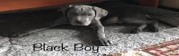 Cane Corso dogs for sale: Stunning 4th Generation Cane Corse Pups  - Advert 22